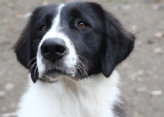 Ginette de Pietrele Doamnei