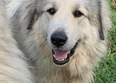 C´halours Apaltasunez