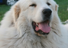 Amos od Zdíkovské stráně