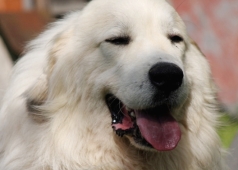 Pišta Farma Štěkot