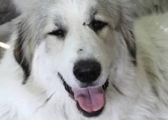 Sessi de Kaiku Borda