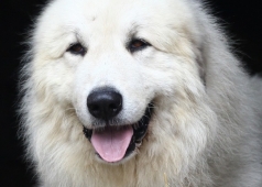 Pirineus du Hogan des Vents