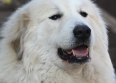 Rumia de la Bergerie des Reines