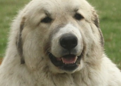 Vanille de Kaiku Borda