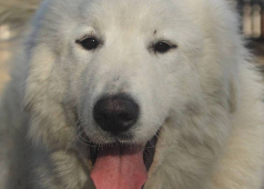 Chiavette Apaltasunez