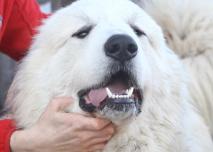 Arcostele Galactic Baruto